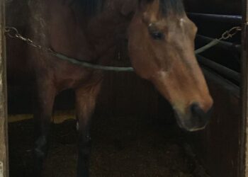 Odszedł koń Haru Urara, rekordzista przegranych wyścigów