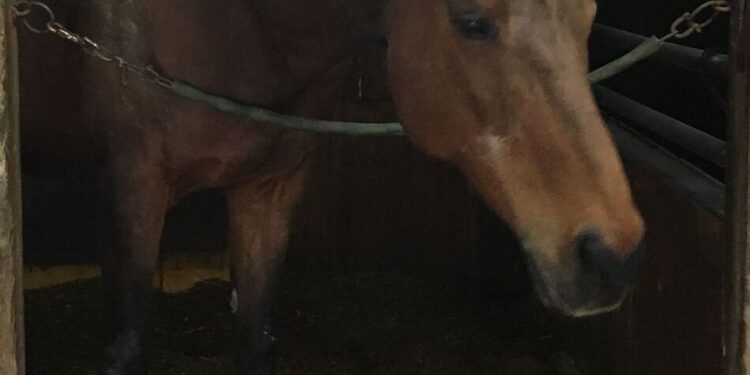 Odszedł koń Haru Urara, rekordzista przegranych wyścigów